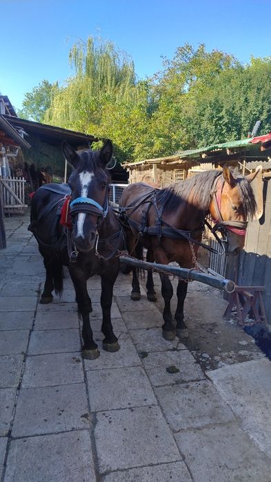 Vând mânză de 2 ani