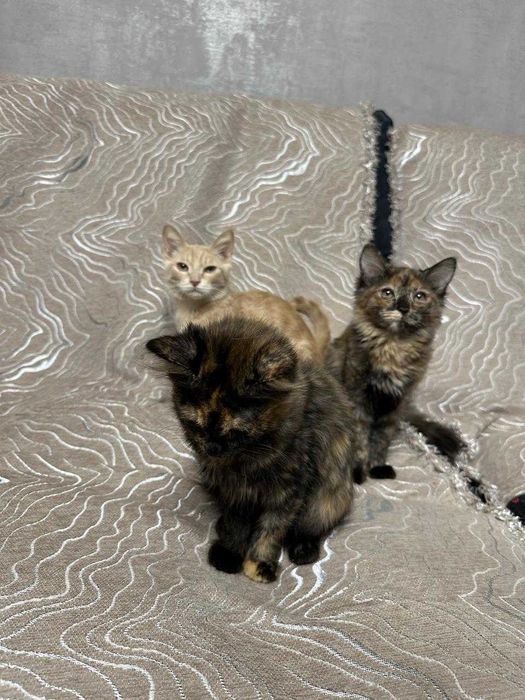 Отдам котят в хорошие руки