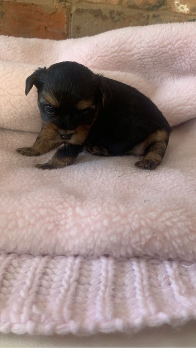 Продам чистокровных щенков йорка