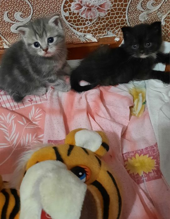 Продам котят Шатланских срочно. Хороший торг
