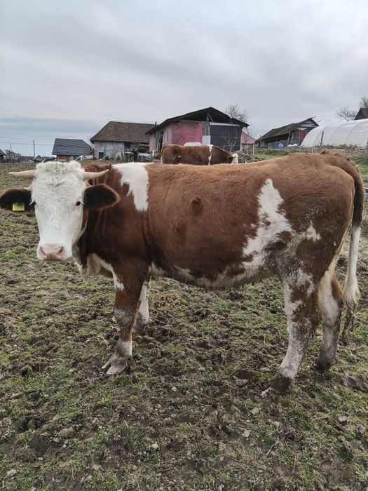 Vând 2 juninci băltate