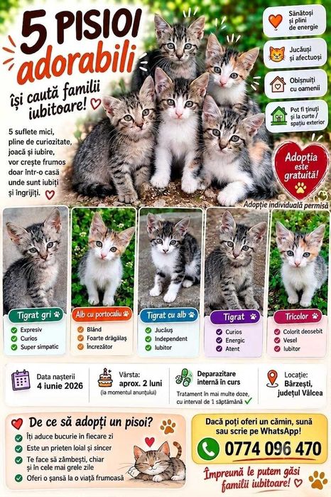 Ofer spre adopție 5 pisoi 2 luni - Bârzești, Vâlcea - Adopție gratuită