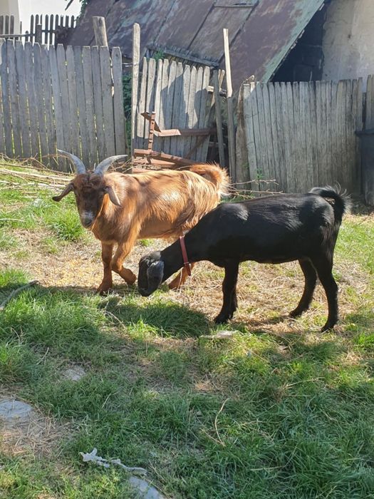 De vânzare un țap  și o capra fatata de anul trecut