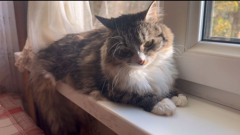 Кошечка породы Манчкин