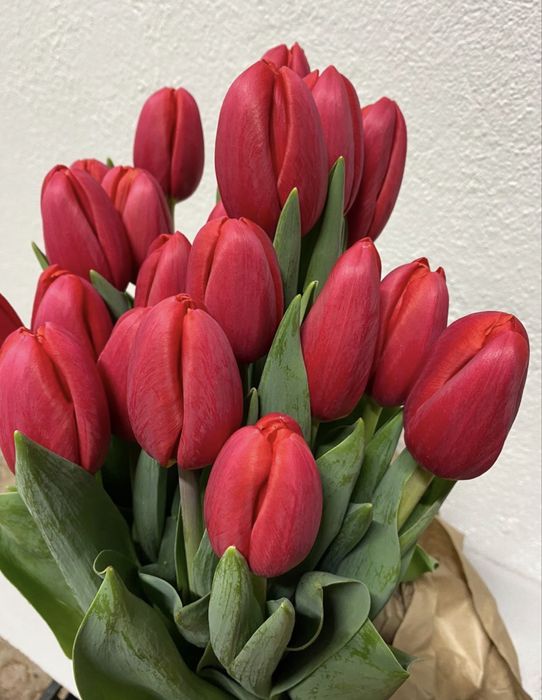 Город Павлодар . Тюльпаны