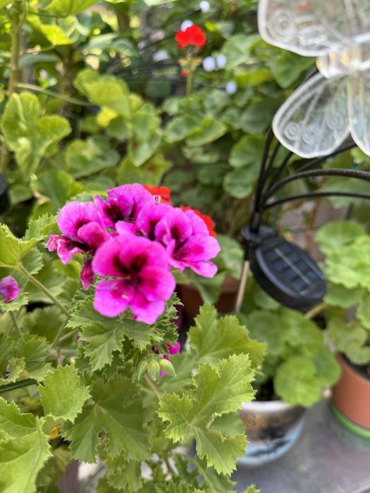 Герань, комнатные цветы