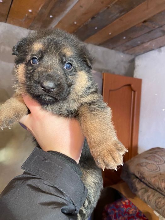Предлагаю на продажу щенки овчарка