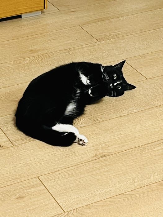 Отдаем домашнего кота