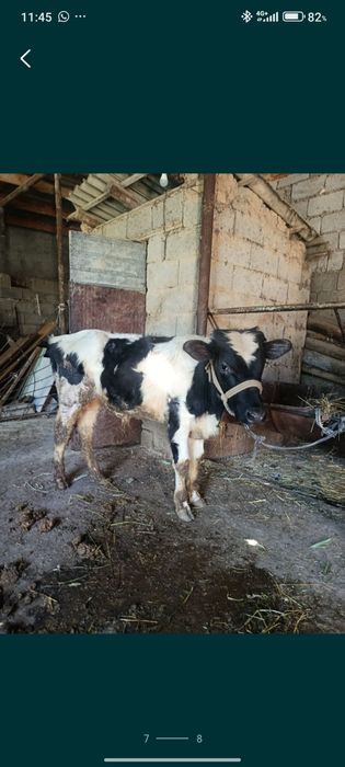 Буқа сатылады аа