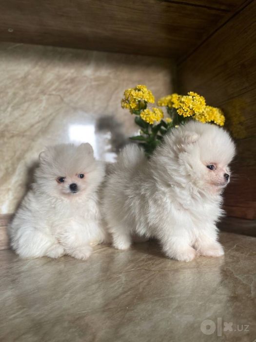 продаются щенки Шпица