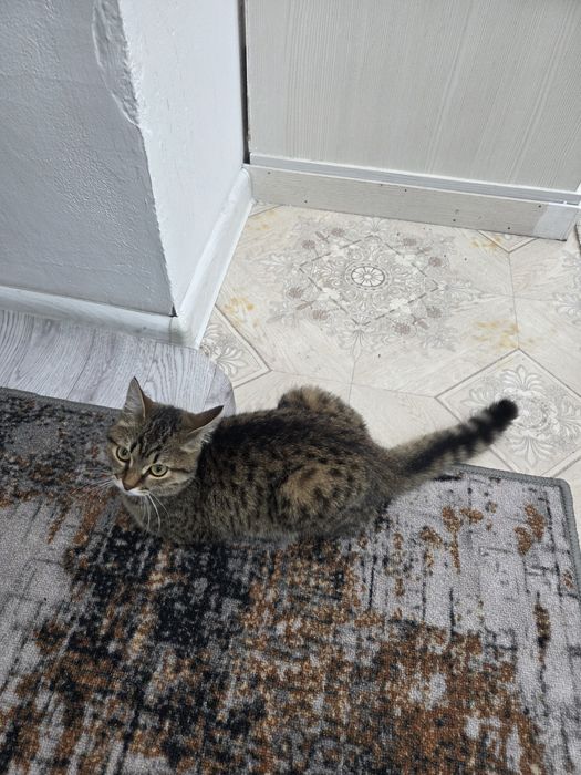 Кошка хорошая сладкая
