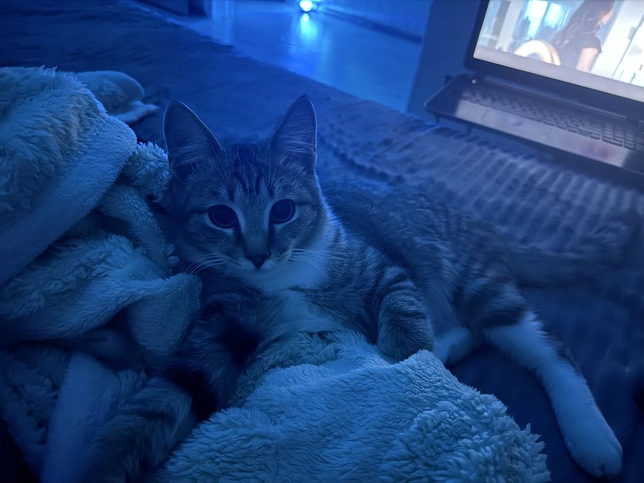 Отдадим кота в хорошие руки.