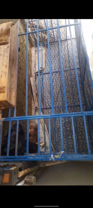 Katak kafolar beriladi