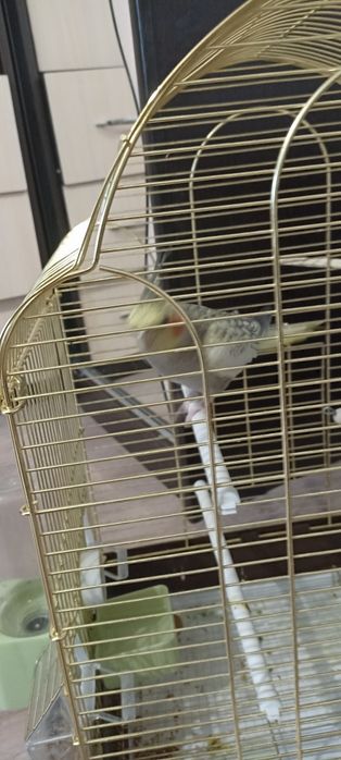 Продам ручного  попугая