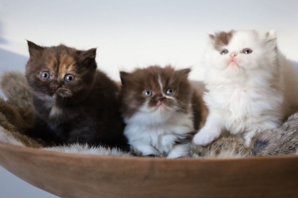 Brits langhaar kittens