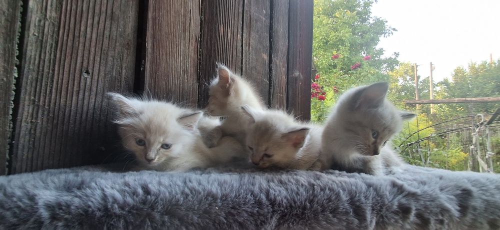 Отдам котят бесплатно
