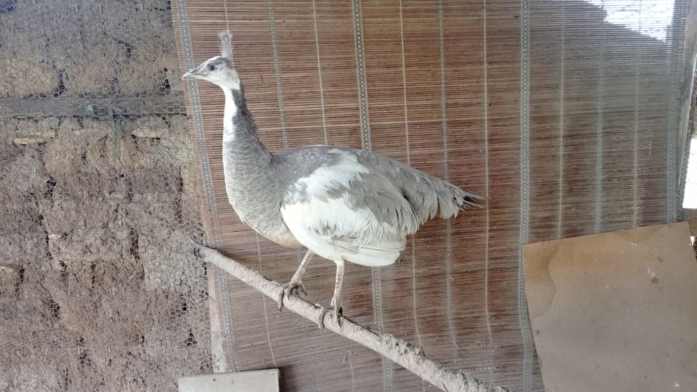 Пауни Арлекин Опал