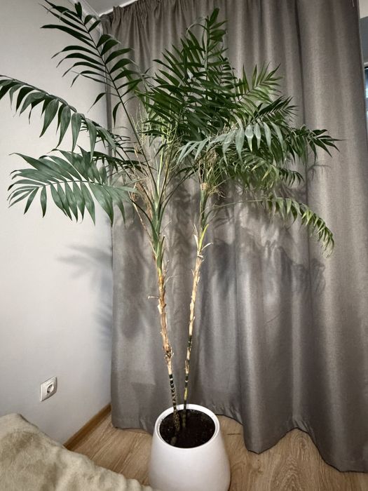 Продам пальму хамедорея