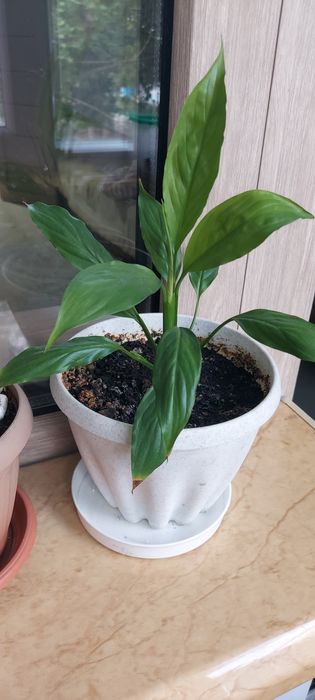 "Женское счастье" цветок