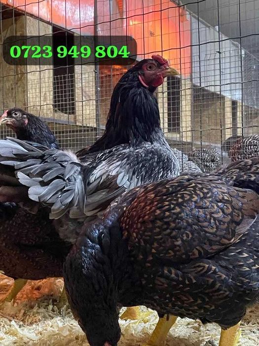Oua incubat pui gaini de rasa Australorp Brahma Jersey Giant La Bresse Bucuresti Sectorul 6 • OLX.ro