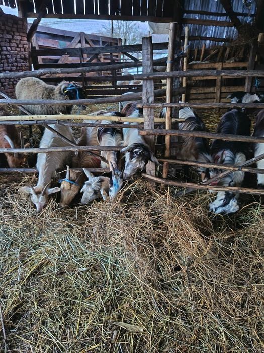 Oi si capre de vanzare