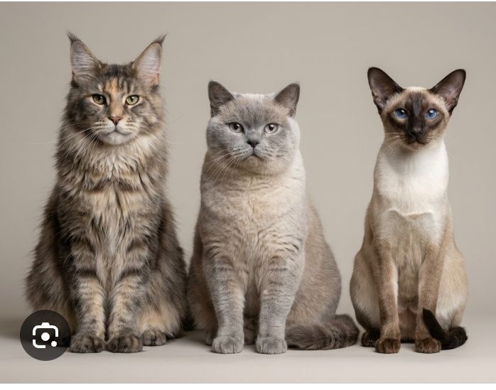 Передержка кошек