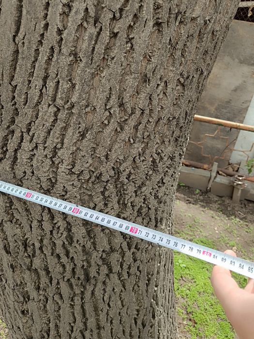 Отдам дерево орех на спил