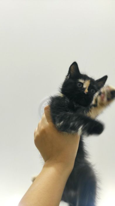 Uy Mushugi qiz bola emlangan soglom