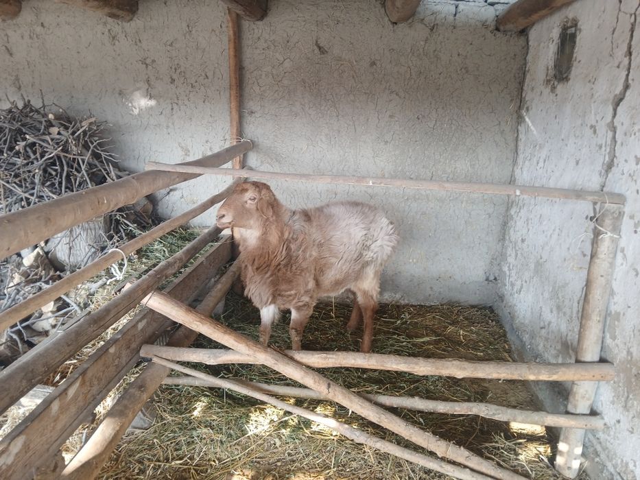 Arashan jivoy ves 65 kg