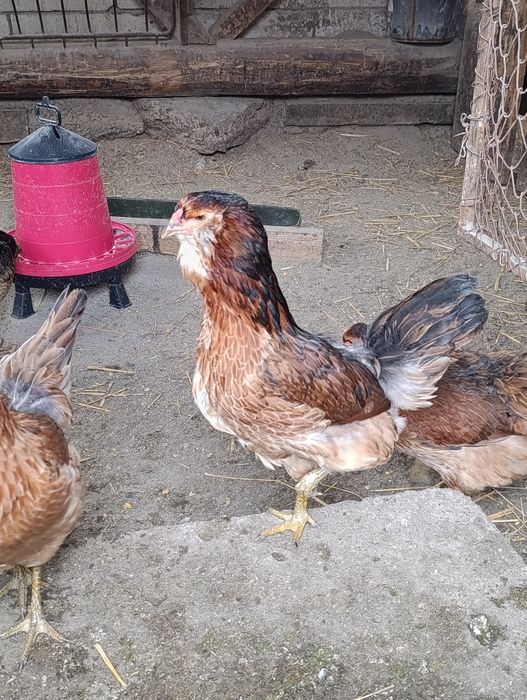 Ouă pt incubat Ameraucana