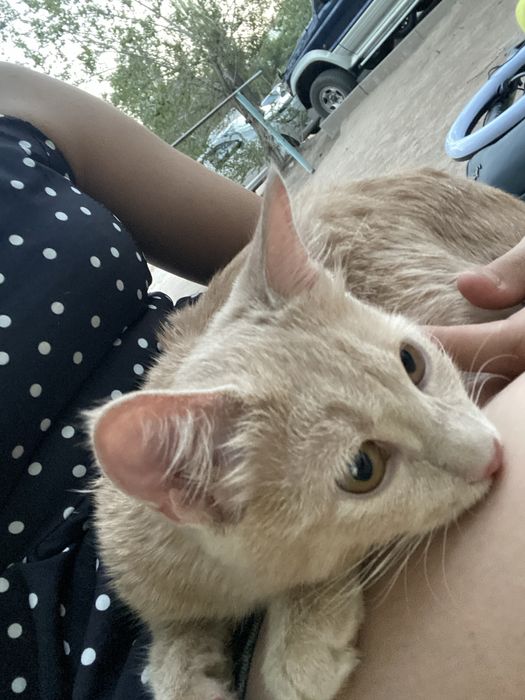 Отдам Котика в добрые руки
