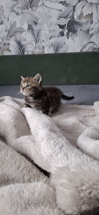 Британские ласковые котята