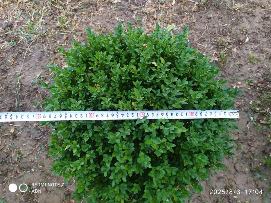 Живая изгородь, самшот 10шт.