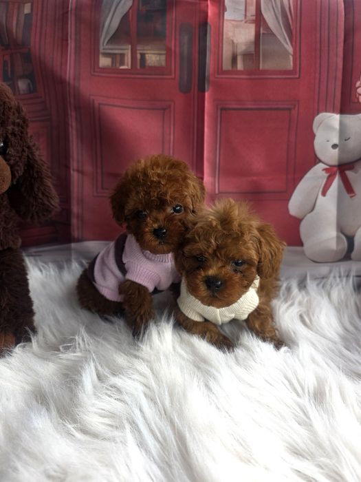 Пудел той момичета и момчета с документ за произход