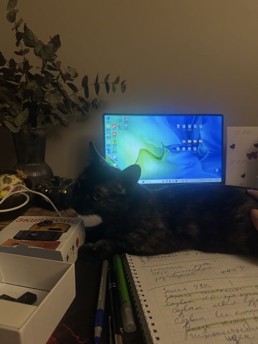 Потерялась кошка