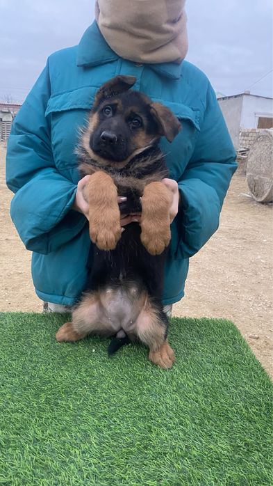 продается немецкая овчарка