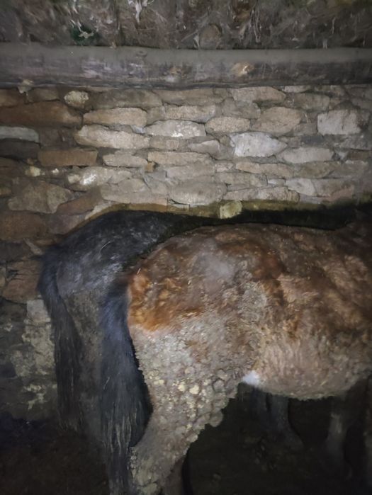 Тайлар сатылады Баянауыл ауданында