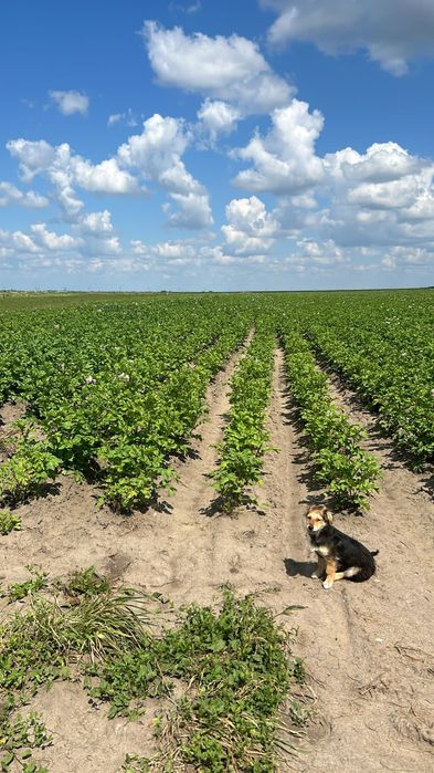 Продам крестьянское хозяйство