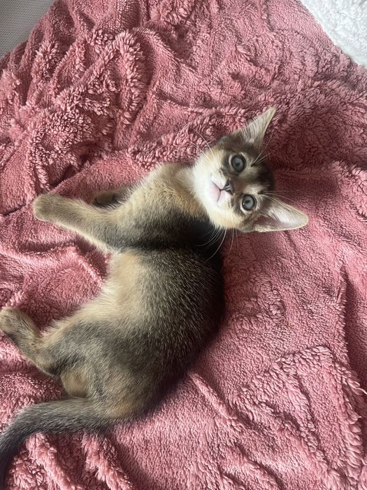 Абисинский котенок
