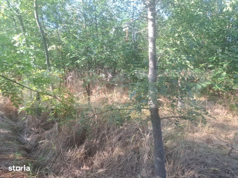Teren extravilan de vaznare, 5000 mp, zona Matasaru