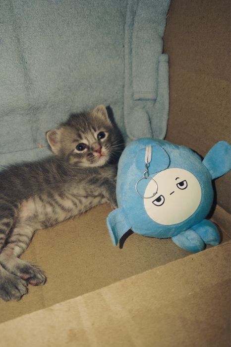 Котенок (мальчик)