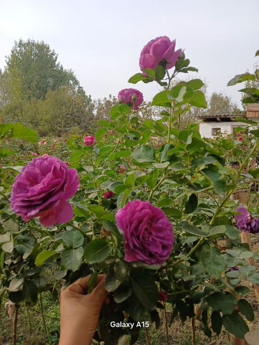 Atirgul роза сортларига гарантия 100