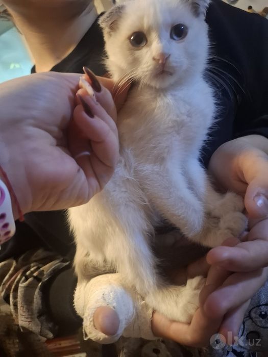 Продаются котята веслоухие