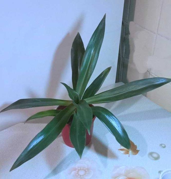 Продам. Рэо. Цветок - оберег от злого глаза.