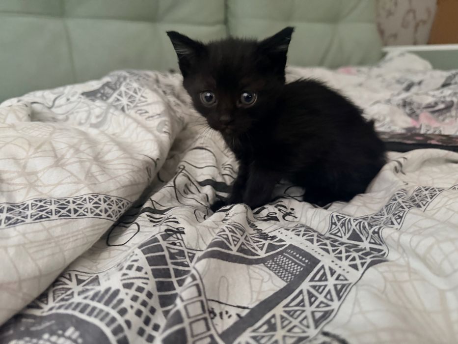 Отдам красивых котят