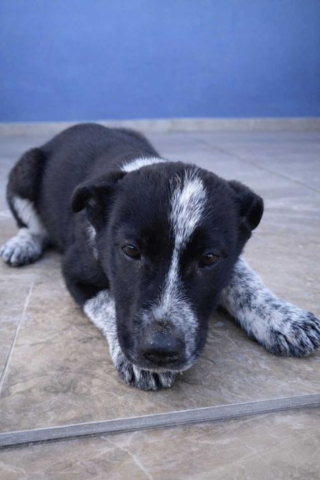 Щенок девочка в добрые руки