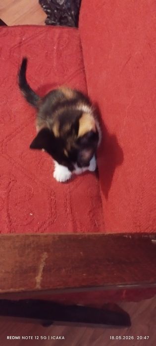 Малки котенца подарявам