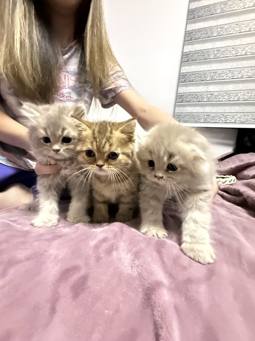 Продается котёнок