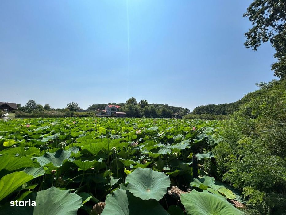 Teren de Vis pe malul lacului Snagov / 4000 mp in inima Naturii /40 m