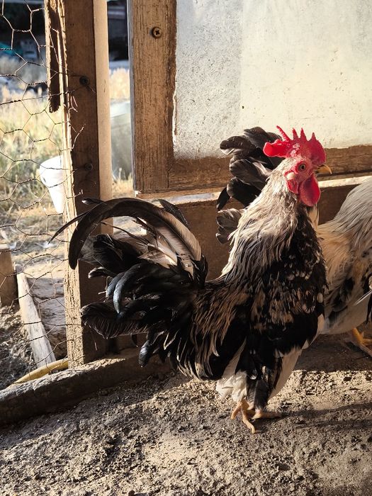 Свободни мини японски декоративни петлета